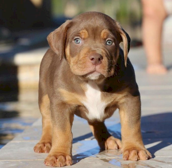 Pitbull Bully Bebes De 3 Meses Pelo Cafe Y Ojos Azules Abuen Precio De Fort Lauderdale Venta De Perros